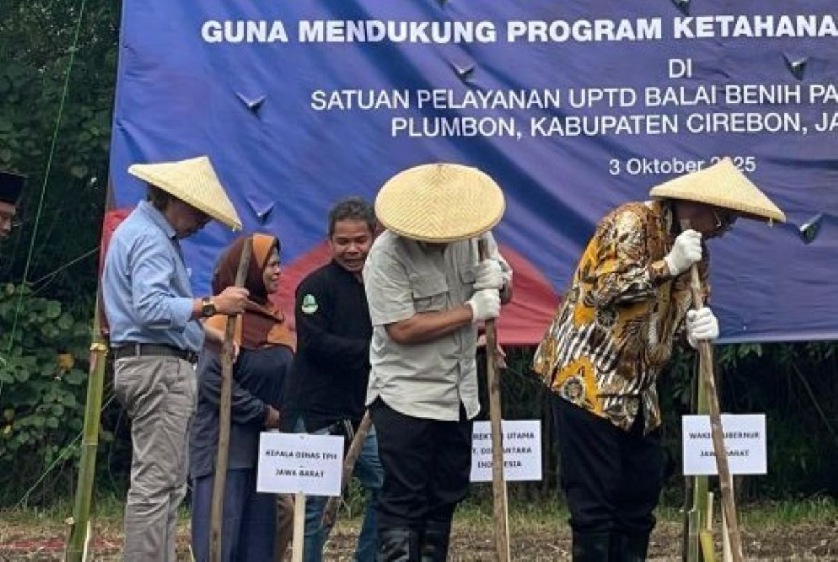 Pemprov Jabar dan PTDI Mulai Kembangkan Komoditas Sorgum di Cirebon