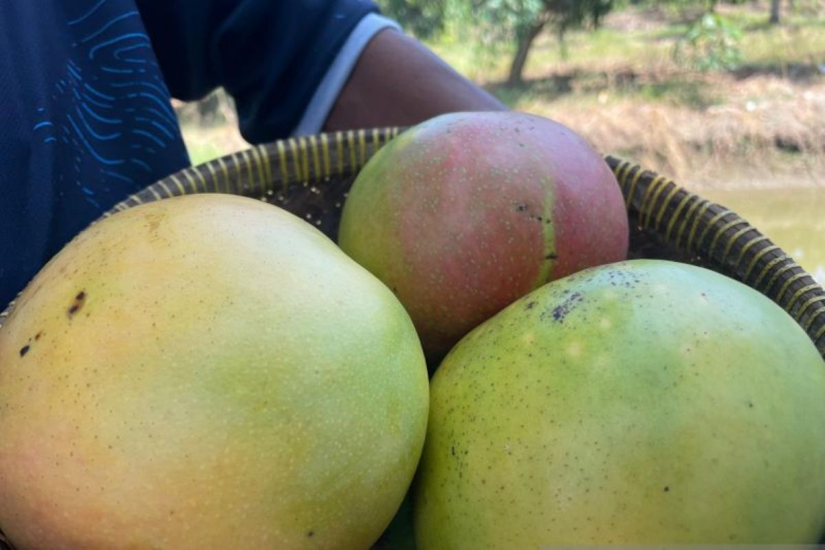 Mangga gedong gincu Indramayu. (Fathnur Rohman/Antara)