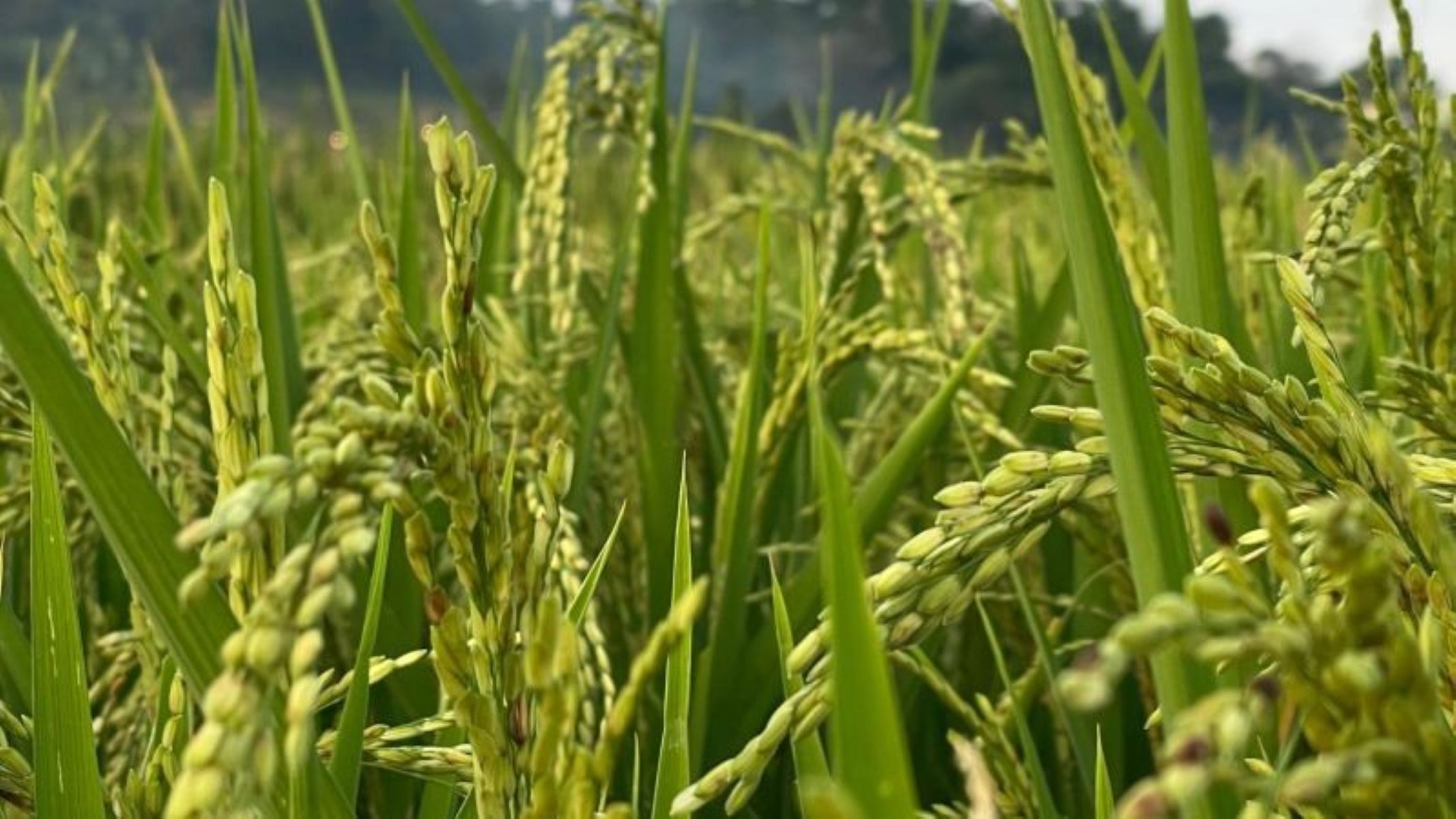 Kondisi lahan sawah yang baru ditanam padi di Kuningan. (Fathnur Rohman/Antara)