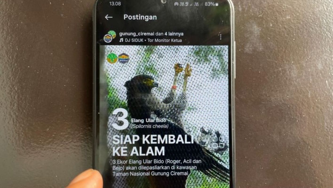 Rencana pelepasliaran tiga ekor elang di kawasan Taman Nasional Gunung Ciremai, Jumat (21/11). (Fathnur Rohman/Antara)