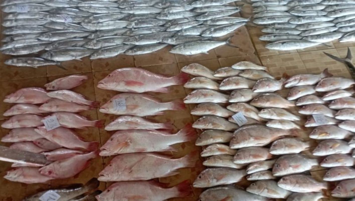 Hasil tangkapan ikan dari para nelayan di Indramayu. (Fathnur Rohman/Antara)
