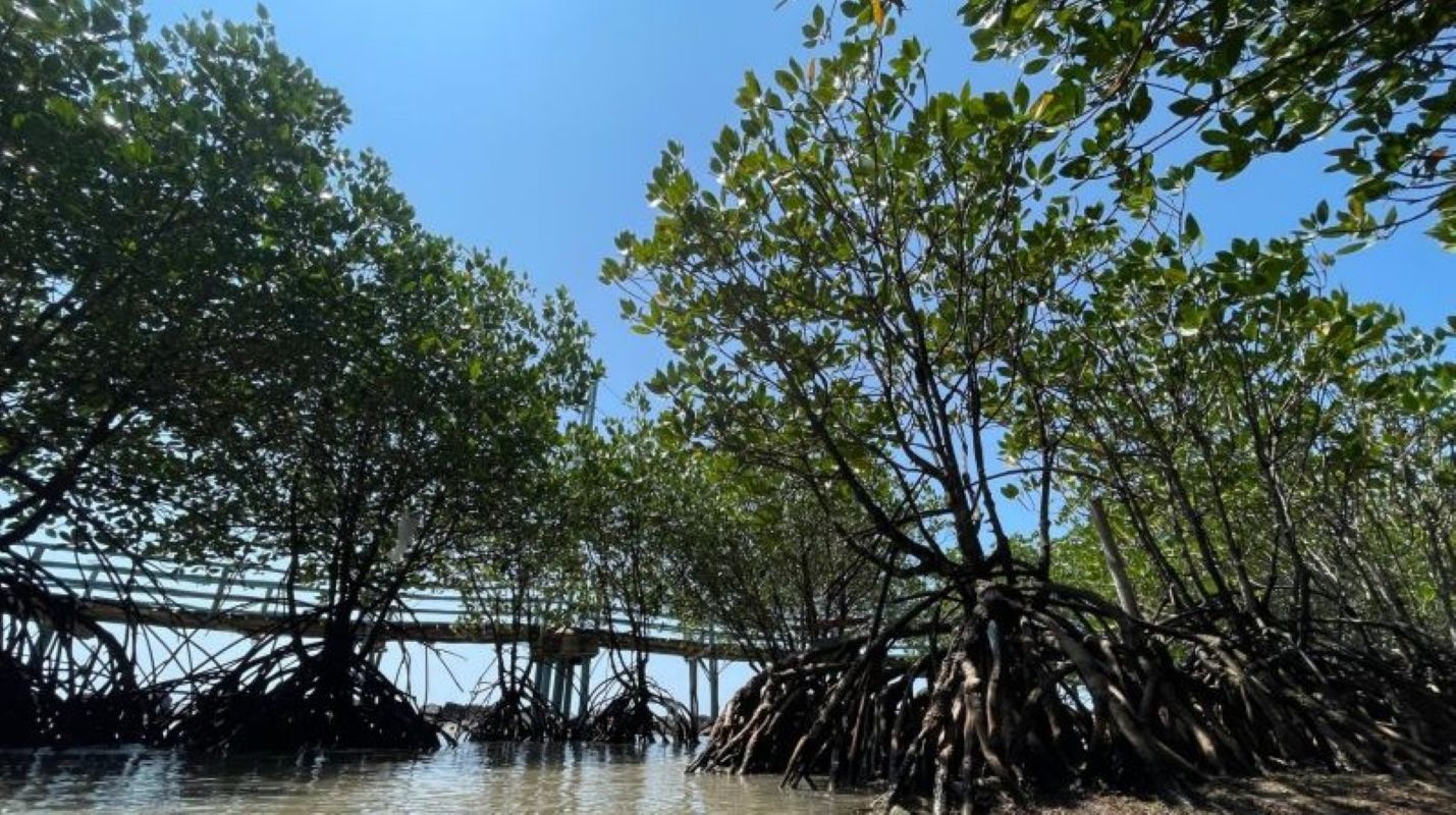 Kondisi pohan mangrove di wilayah pesisir Indramayu. (Fathnur Rohman/Antara)