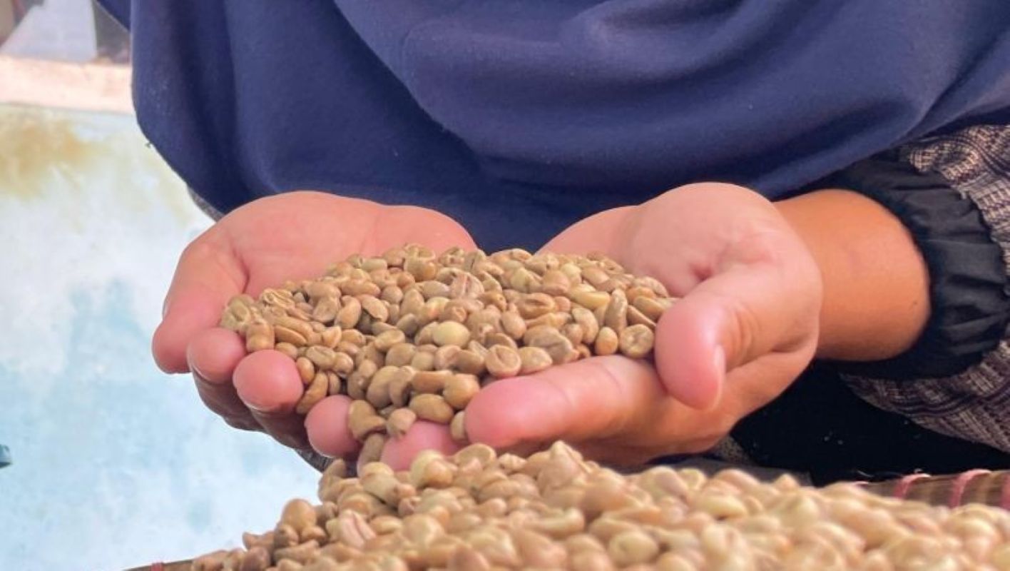 Petani menunjukkan hasil panen biji kopi di Kuningan. (Fathnur Rohman/Antara)