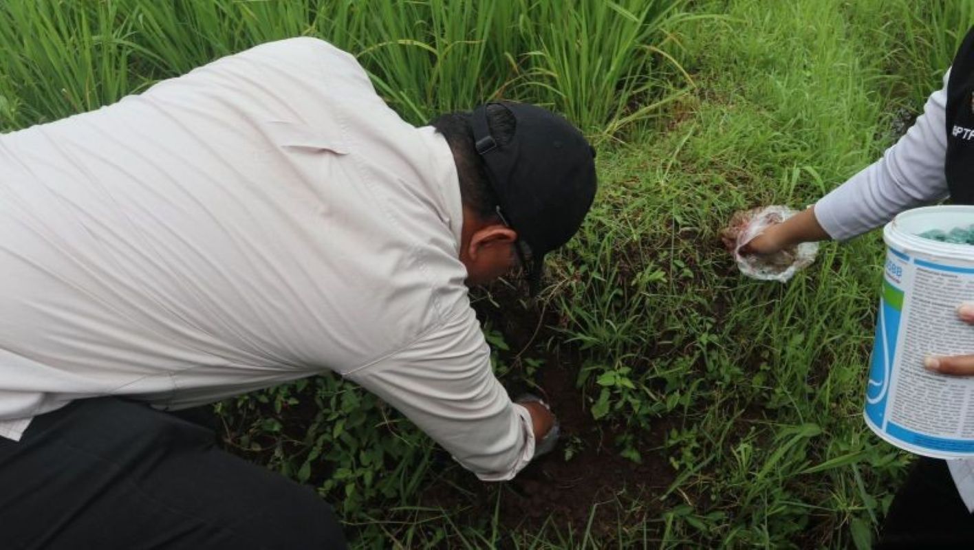 Petugas melaksanakan kegiatan pengendalian OPT padi serentak di Kuningan. (Antara)