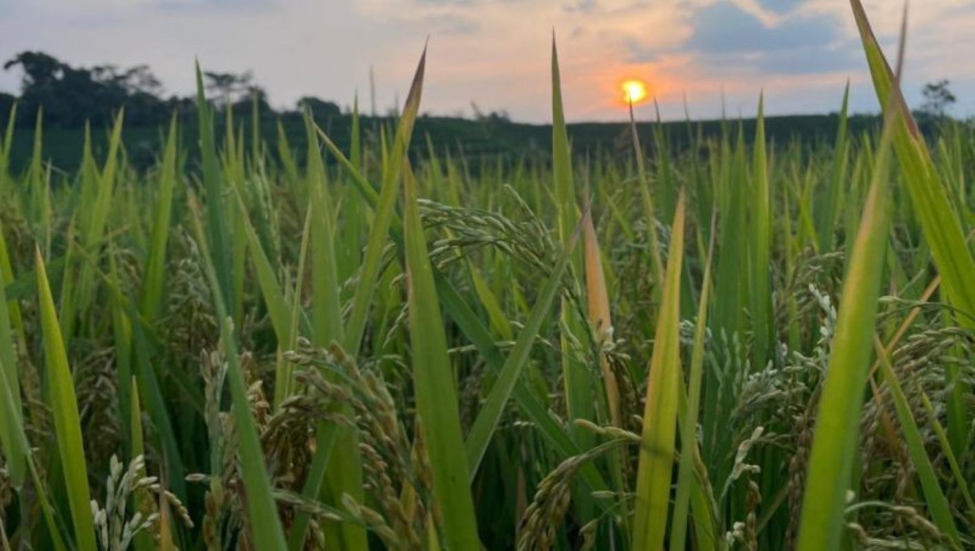Kondisi lahan sawah padi di Kabupaten Kuningan. (Fathnur Rohman/Antara)