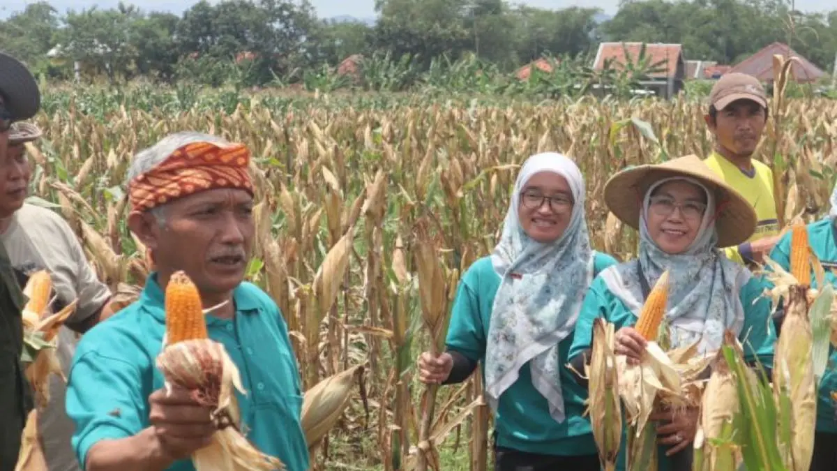 Petani memanen jagung di Kuningan. (Pemkab Kuningan/Antara)
