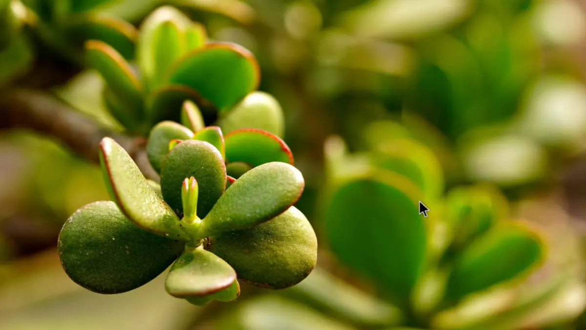 Ilustrasi tanaman jade plant di rumah (Pexels)