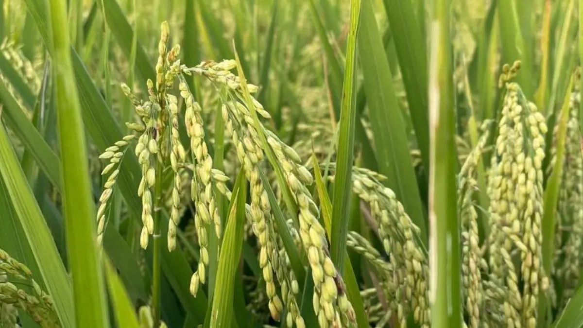 Kondisi lahan sawah di Kabupaten Cirebon. (Fathnur Rohman/Antara)
