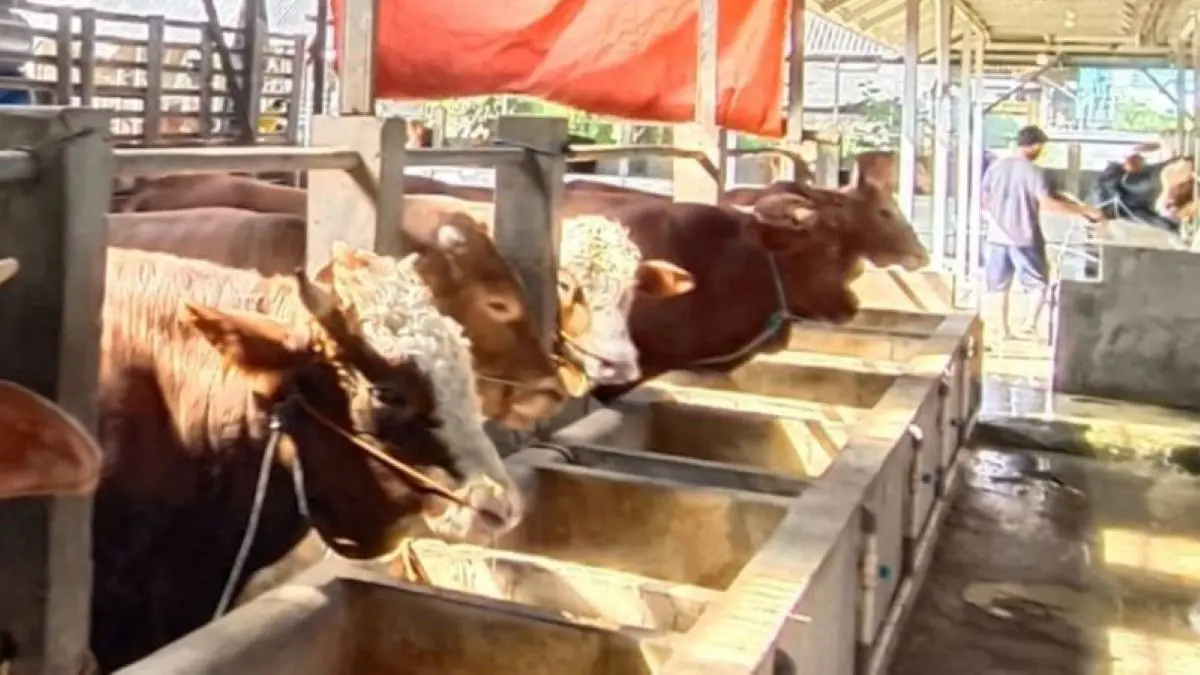 Hewan kurban di salah satu peternakan di Cirebon. (Pemkab Cirebon/Antara)