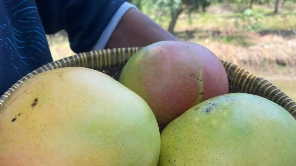Petani menunjukkan buah mangga hasil panen. (Fathnur Rohman/Antara)