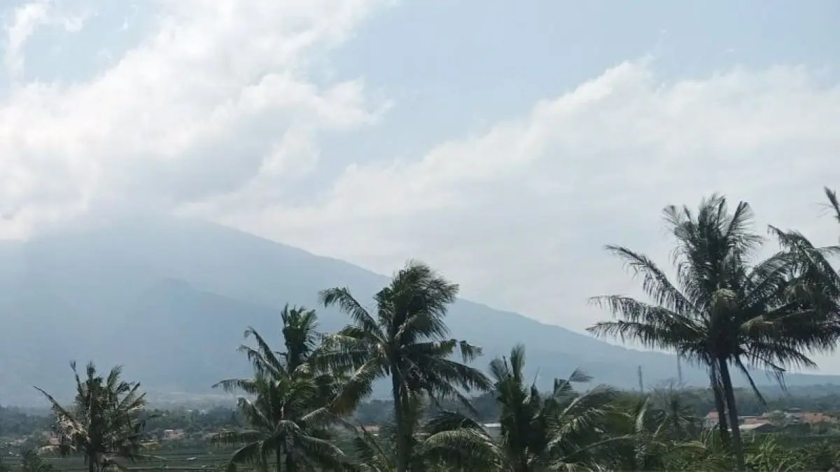 Budi daya kelapa di wilayah Kabupaten Kuningan. (Fathnur Rohman/Antara)