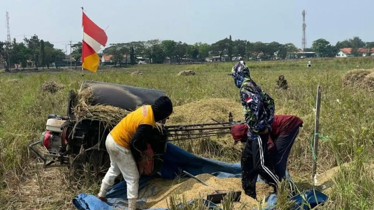 Petani memanen padi di Cirebon. (Fathnur Rohman/Antara)