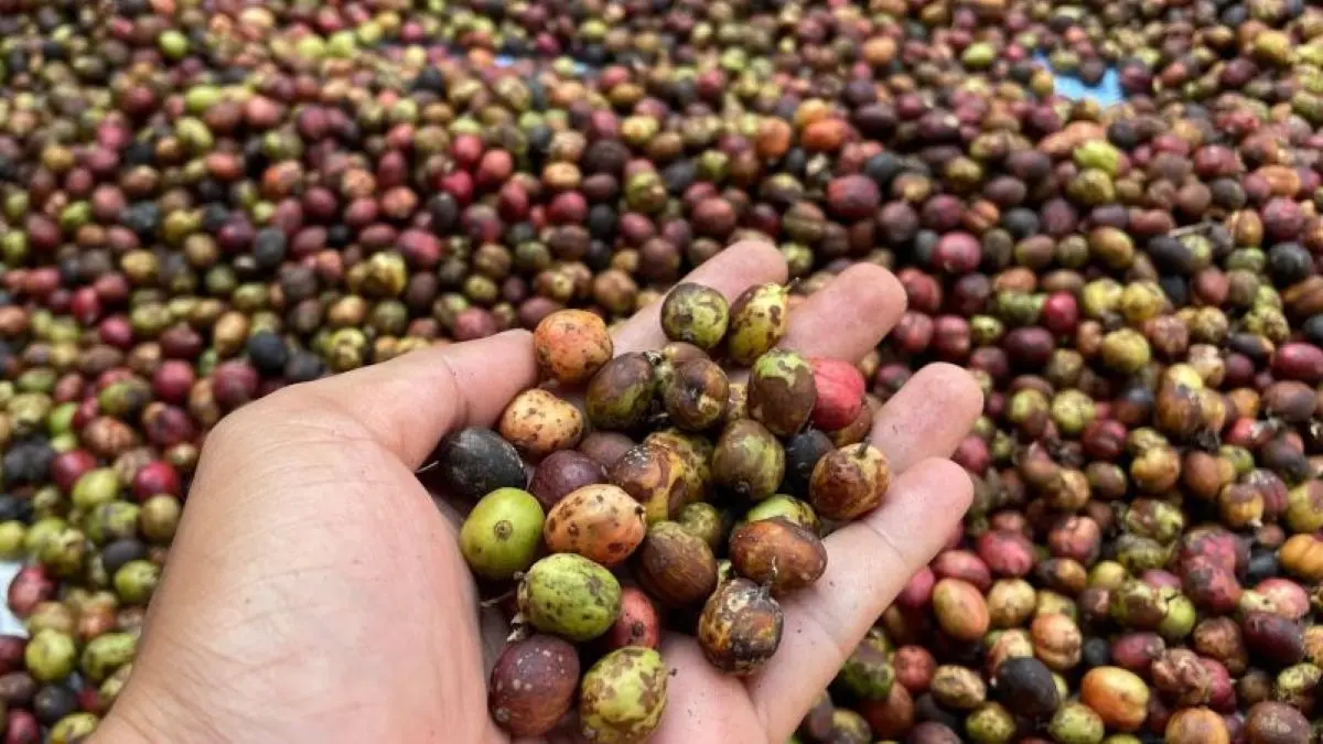 Pemkab Kuningan Bantu Petani Perkuat Kualitas Kopi Daerah