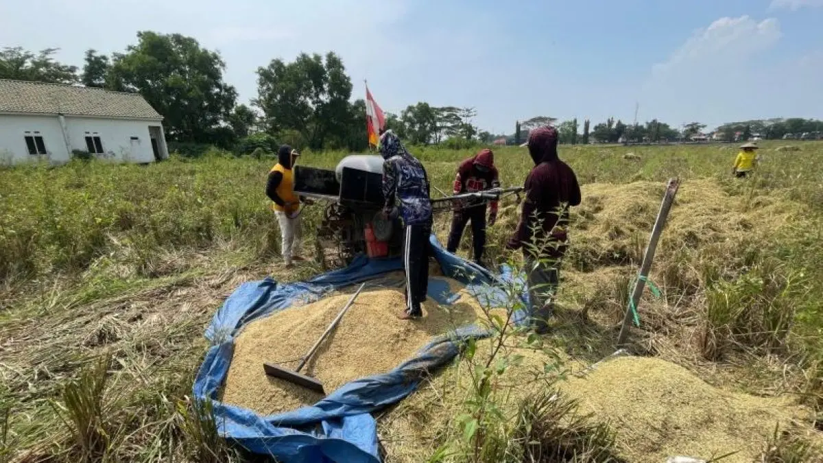 Produksi beras di Kabupaten Cirebon untuk mempertahankan surplus pangan. (Fathnur Rohman/Antara)