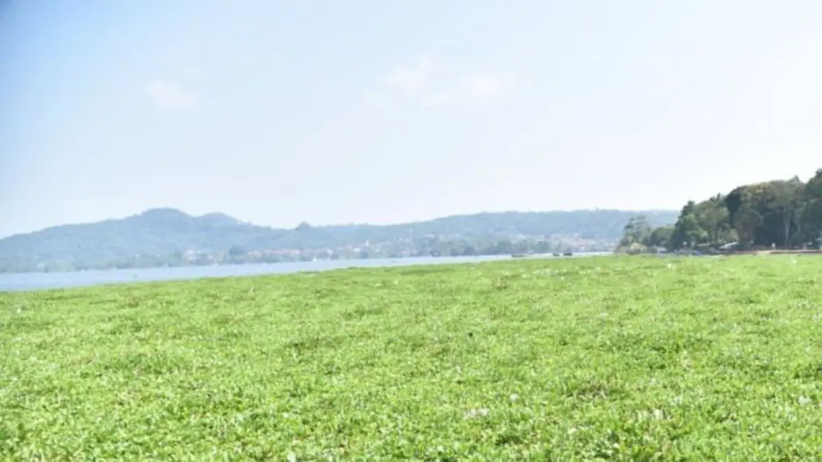 Kondisi kawasan Waduk Darma di Kabupaten Kuningan. (Fathnur Rohman/Antara)