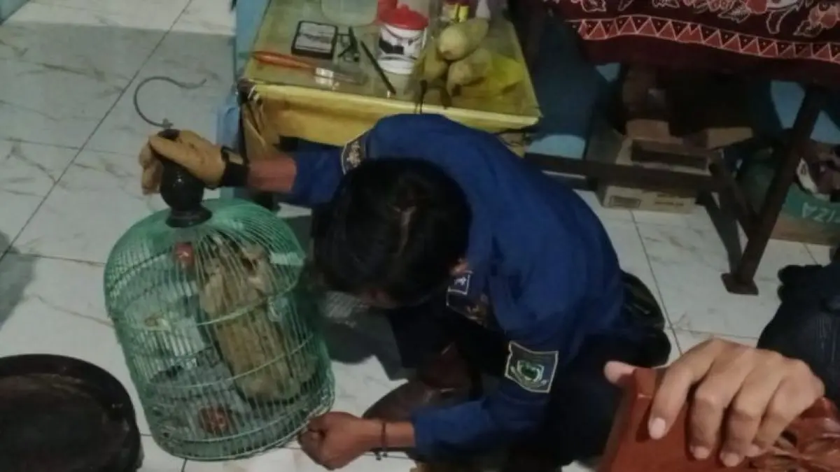 Petugas damkar Kabupaten Kuningan mengevakuasi satu kukang Jawa. (Kantor Damkar Kuningan/Antara)