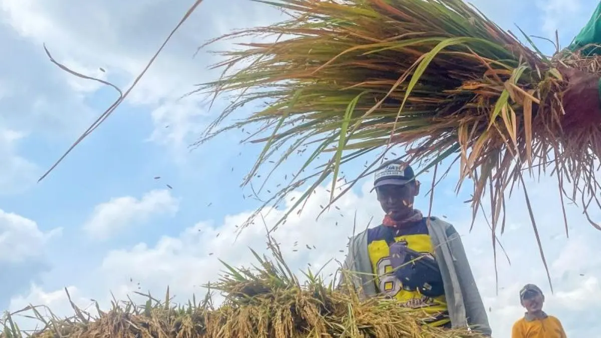 Petani merontokkan gabah hasil panen di Kecamatan Cilimus, Kabupaten Kuningan. (Fathnur Rohman/Antara)