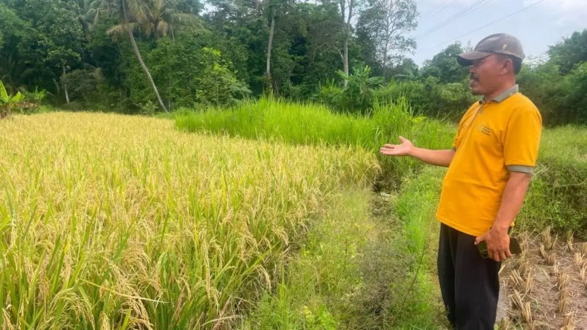 Kondisi lahan pertanian di Kabupaten Kuningan. (Fathnur Rohman/Antara)