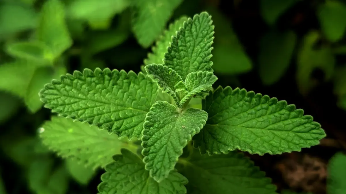 Ilustrasi peppermint (Pexels) 