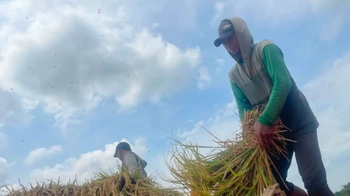 Petani memanen padi di Kabupaten Kuningan. (Fathnur Rohman/Antara)