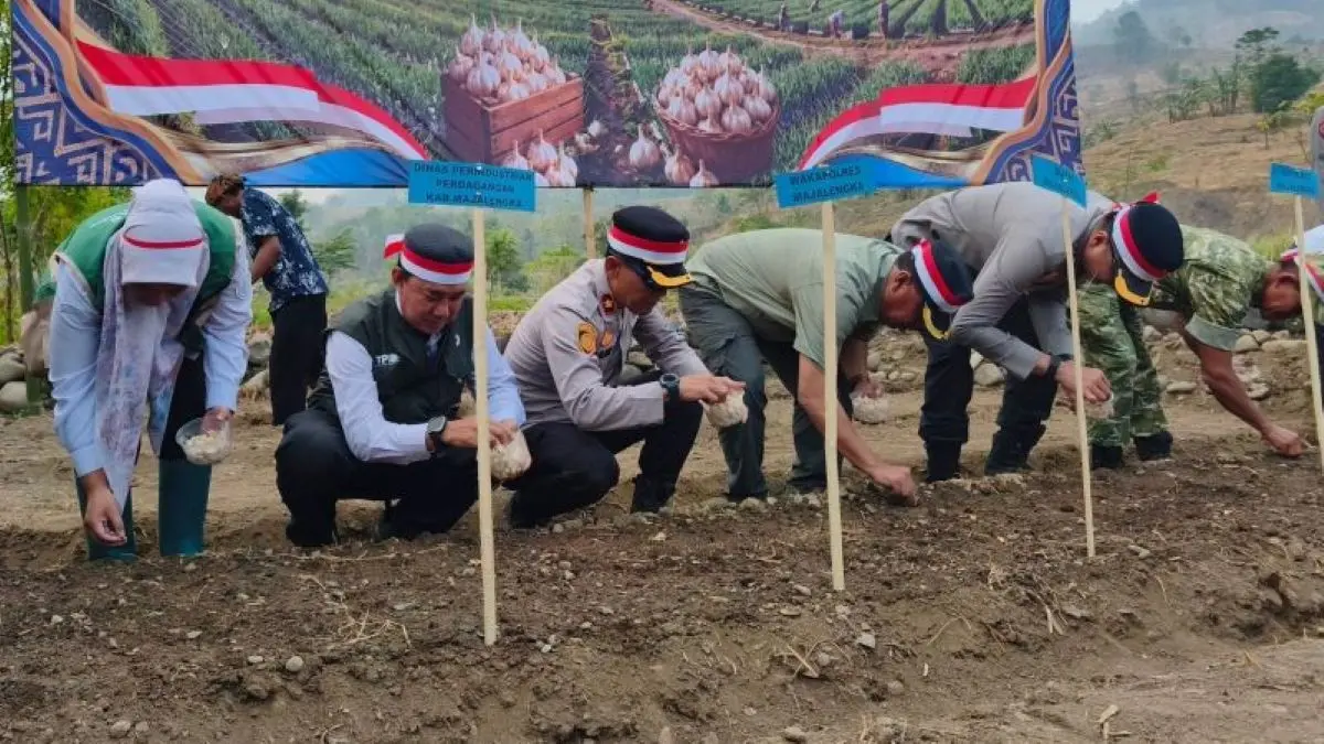 Uji coba penanaman komoditas bawang putih di Majalengka. (Pemkab Majalengka/Antara)