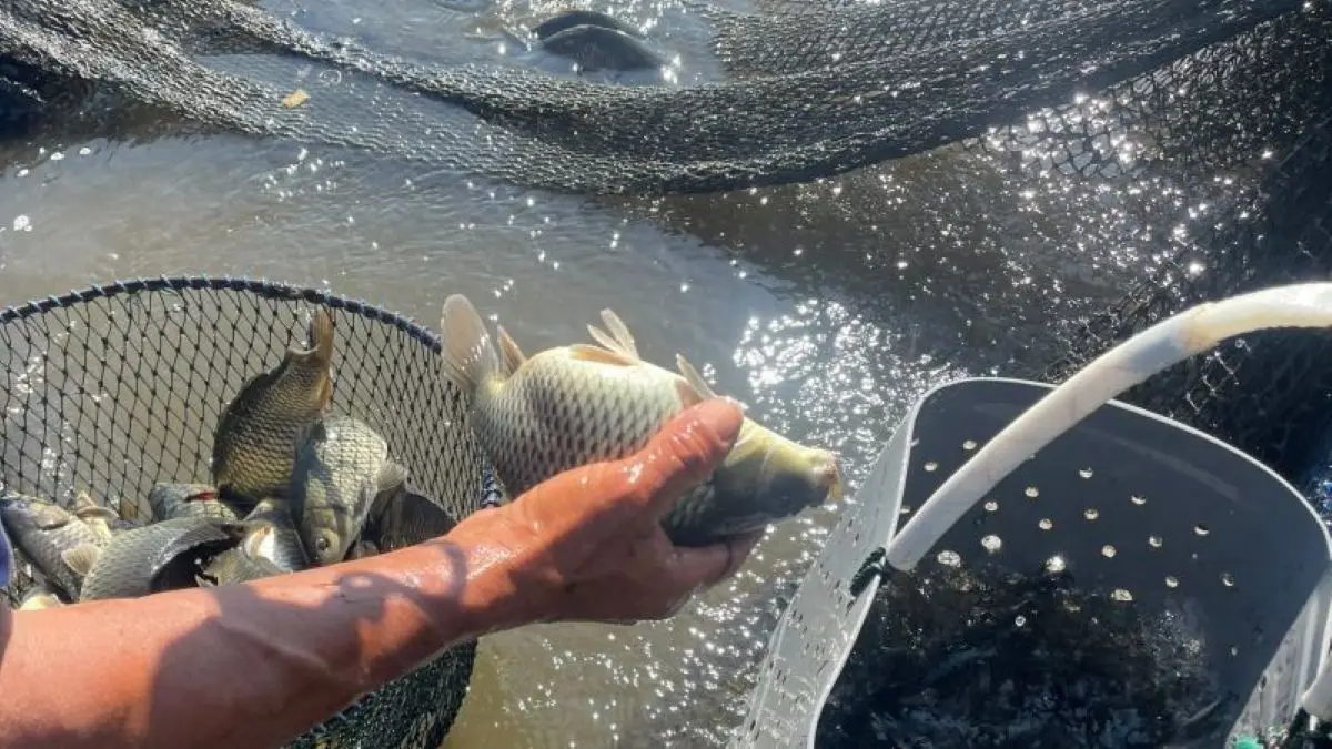 Aktivitas panen ikan pada keramba jaring apung di Waduk Darma, Kuningan. (Fathnur Rohman/Antara)