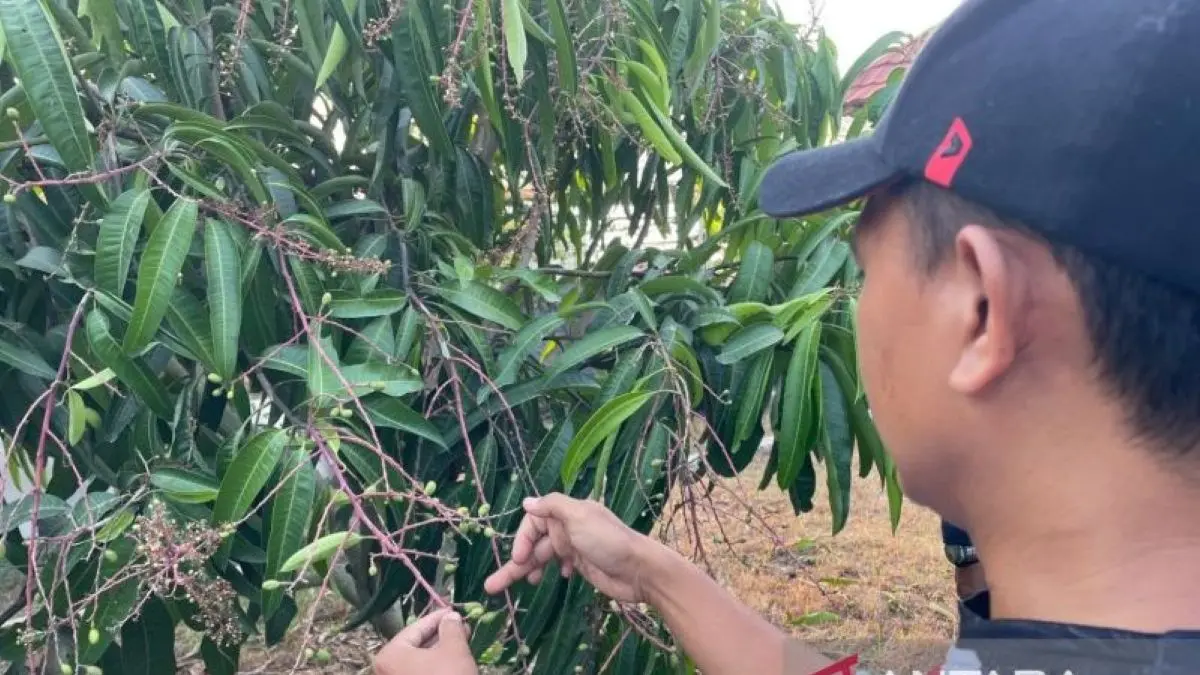 Petani buah mangga mendapatkan pembiayaan dari lembaga keuangan di Cirebon. (Fathnur Rohman/Antara)