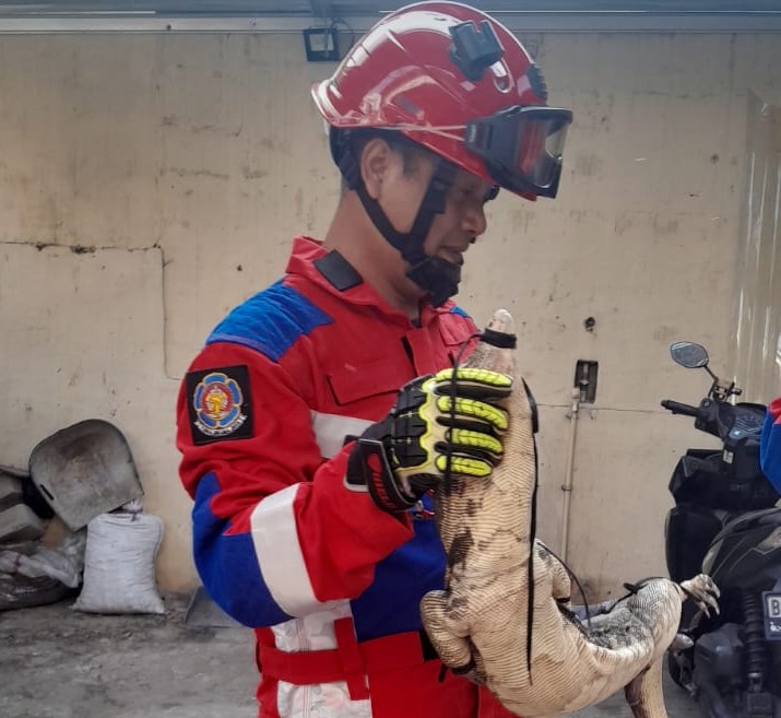 HEWAN BUAS: Petugas Damkar Bukit Duri memperlihatkan biawak yang berhasil ditangkap di dapur rumah Ketua RT 05 di Bukit Duri, Jakarta Selatan.