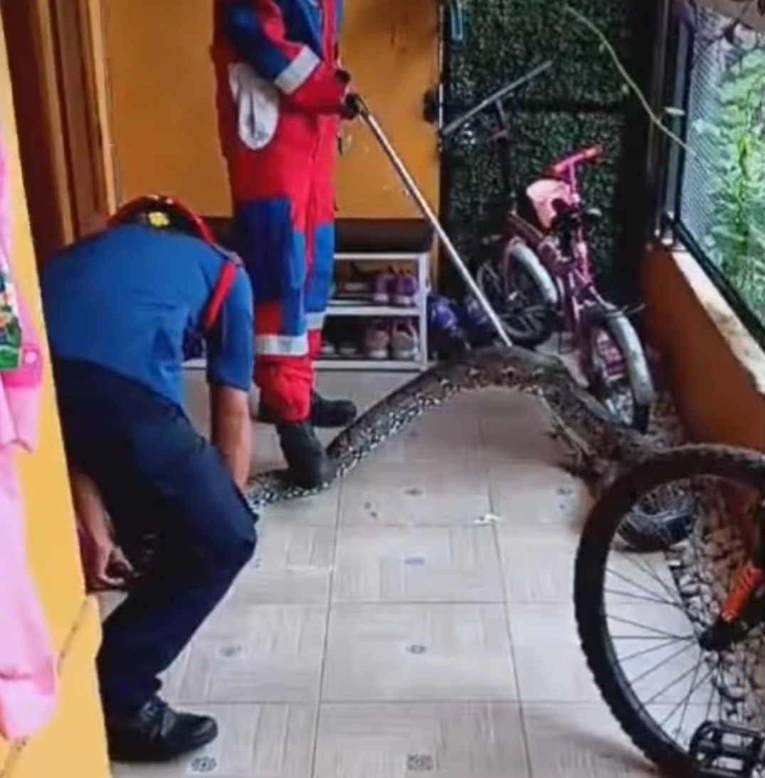 Petugas Suku Dinas Gulkarmat Jakarta Timur mengevakuasi ular sanca yang masuk ke teras rumah warga.  (Sudin Gulkarmat Jaktim)