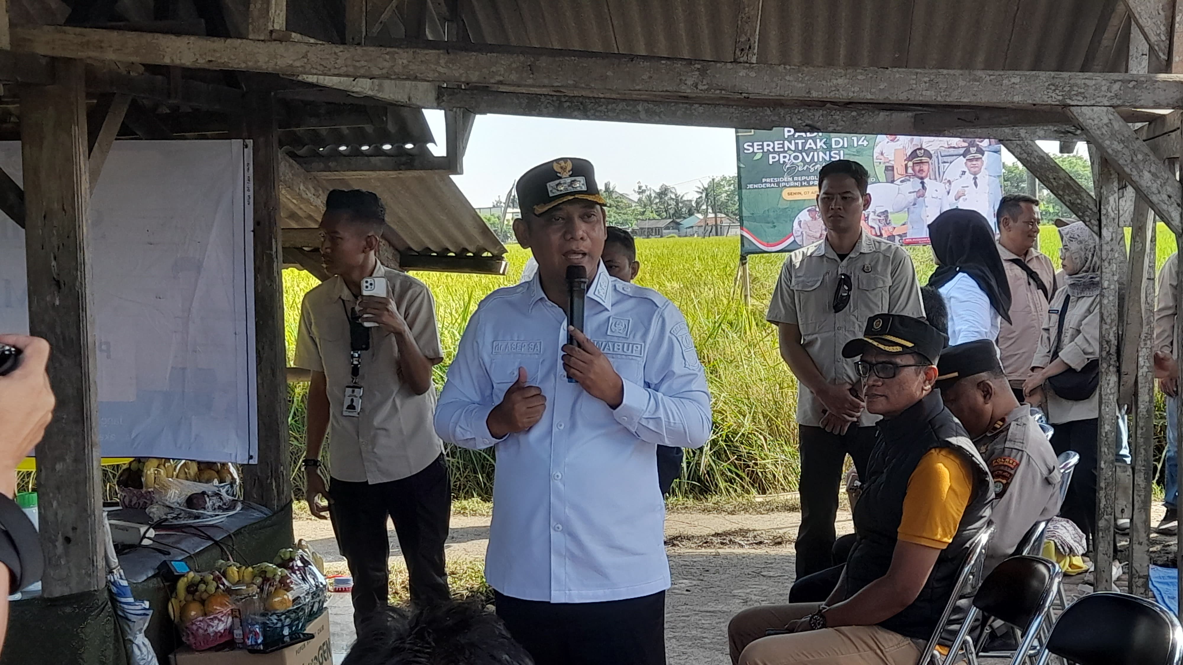 Pimpin Panen Raya padi, Wakil Bupati Bekasi Minta Tingkatkan Kompetensi Petani