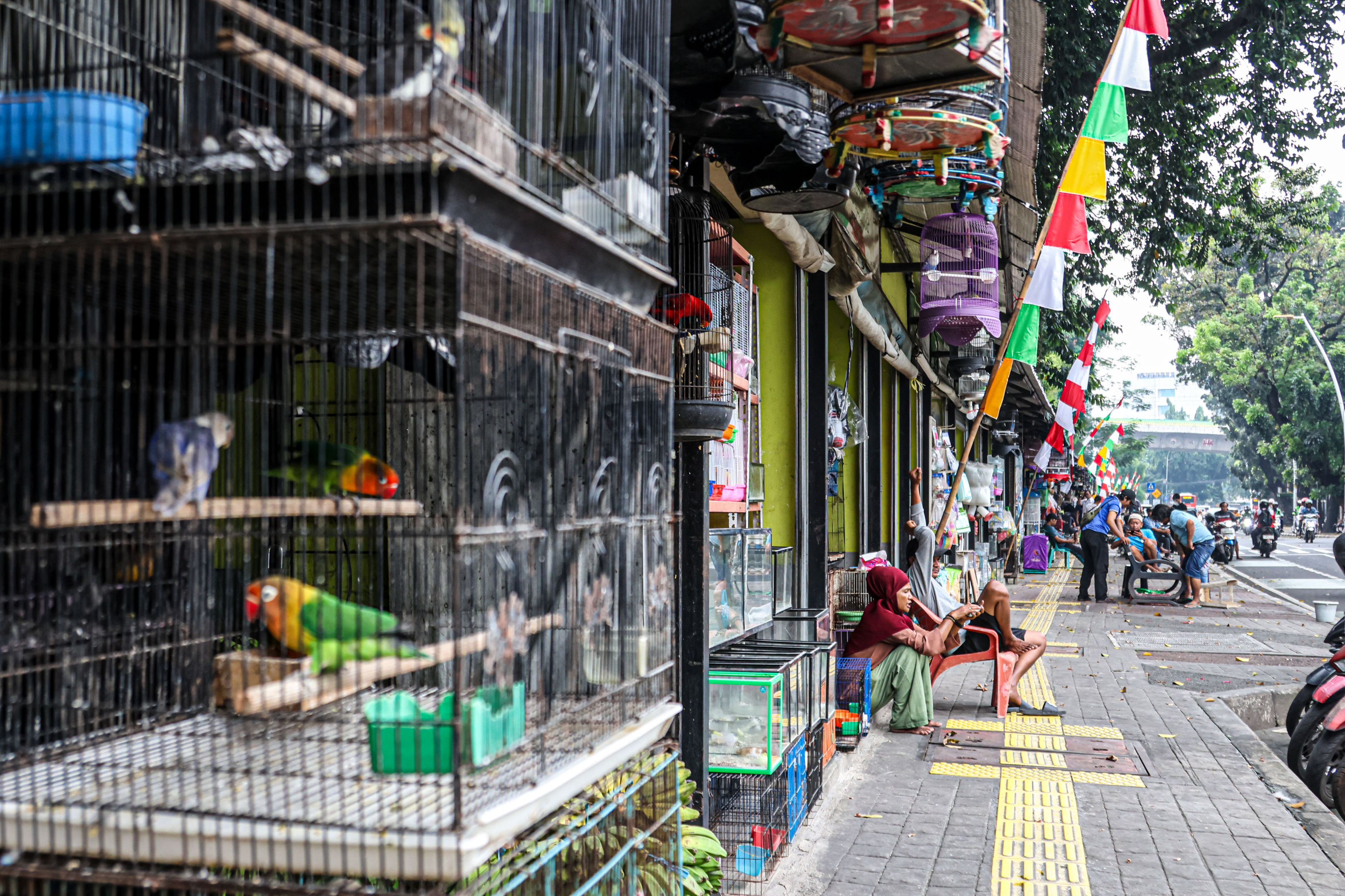 Pedagang memeriksa hewan peliharaan dan burung hias di Pasar Hewan Barito, Jakarta Selatan. Pemprov DKI akan merelokasi pedagang Pasar Hewan Barito untuk menyatukan tiga taman.