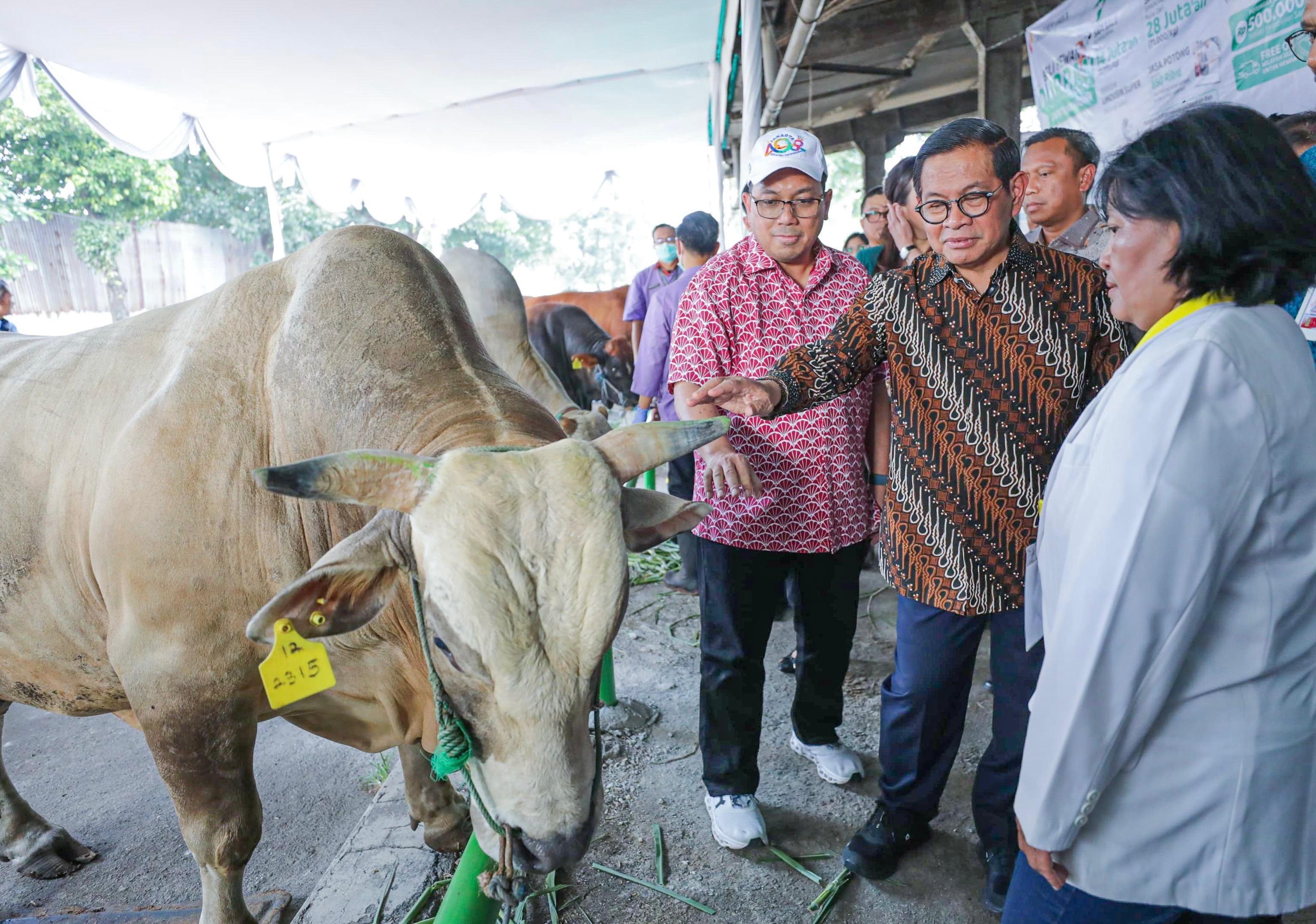 Perumda Dharma Jaya Datangkan 750 Sapi Impor