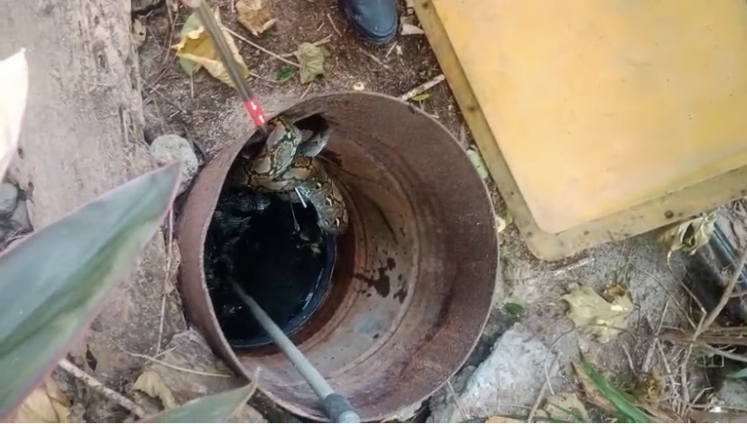 Petugas pemadam kebakaran Pulau Pari berhasil mengevakuasi ular sanca dari sumur warga.