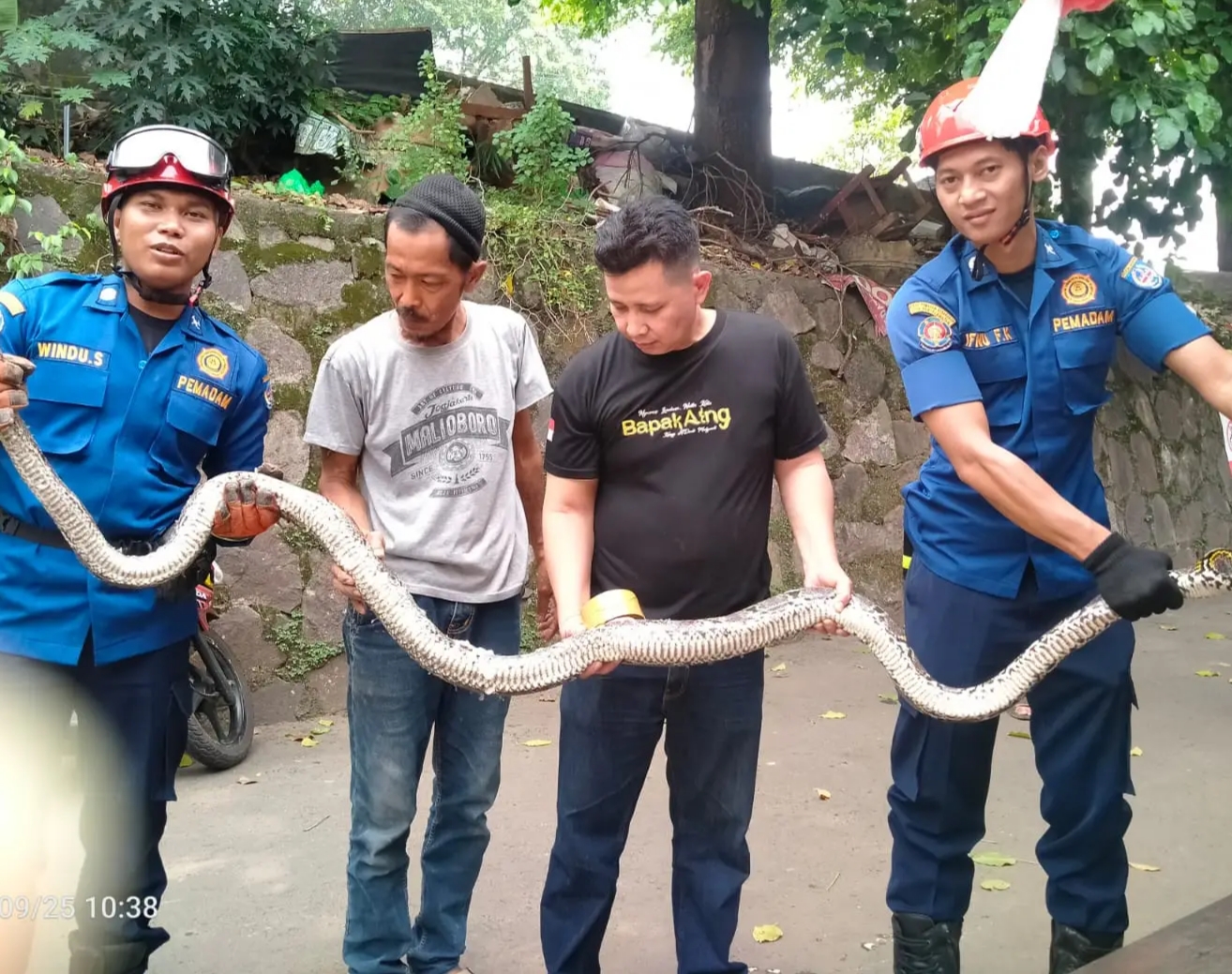 Petugas Damkar Depok bersama warga mengamankan ular sepanjang 5 Meter di Kawasan Kemiri muka, Kecamatan Beji.