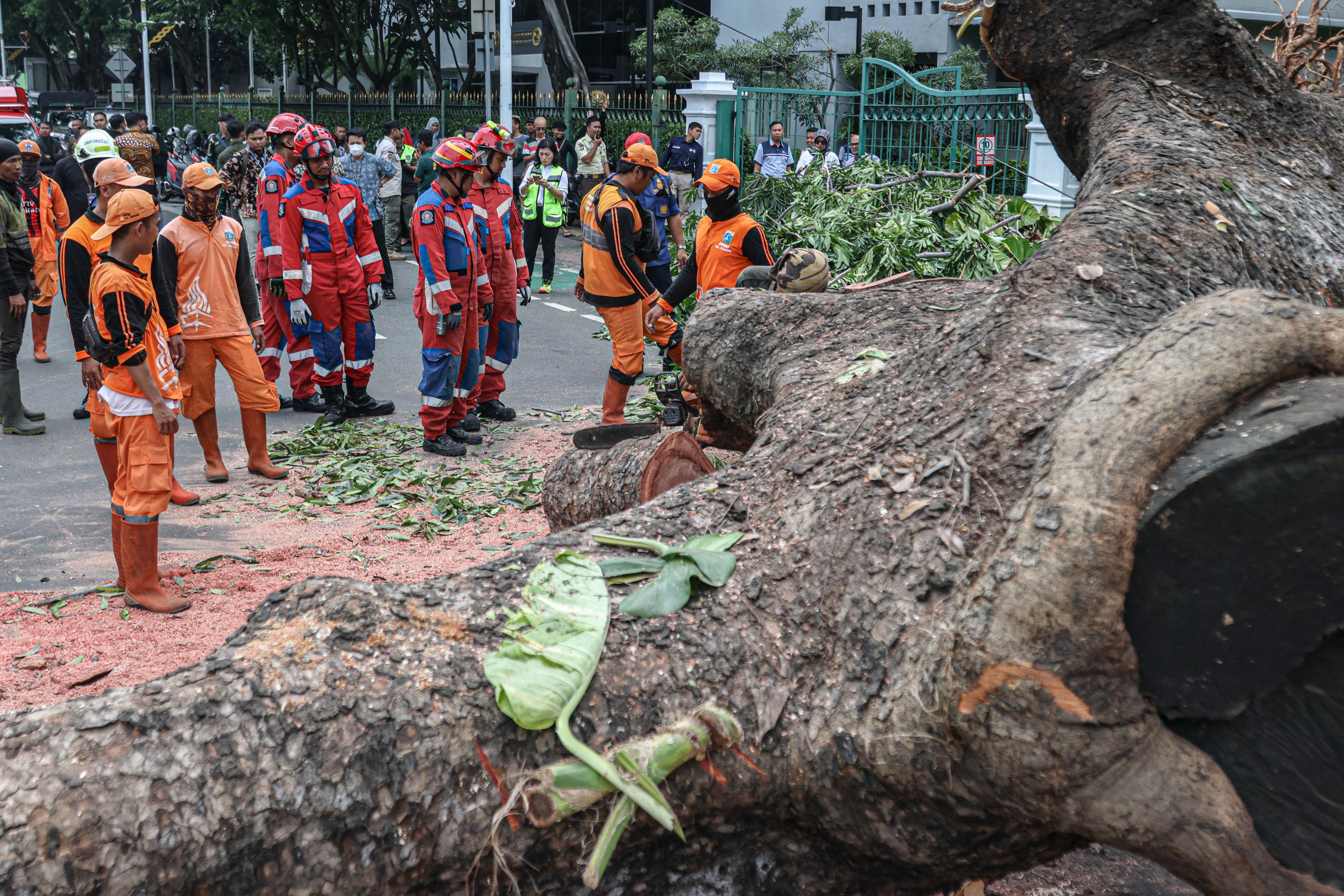 Sejumlah personel gabungan mengevakuasi pohon yang tumbang di Jalan Sisingamangaraja, Jakarta Selatan, Kamis (20/11)