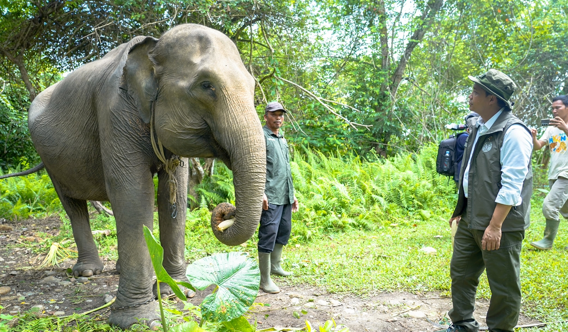 Menteri Kehutanan (Menhut) Raja Juli Antoni meninjau area konservasi koridor gajah Sumatera di Seblat, Bengkulu. (Dok. Kemenhut)