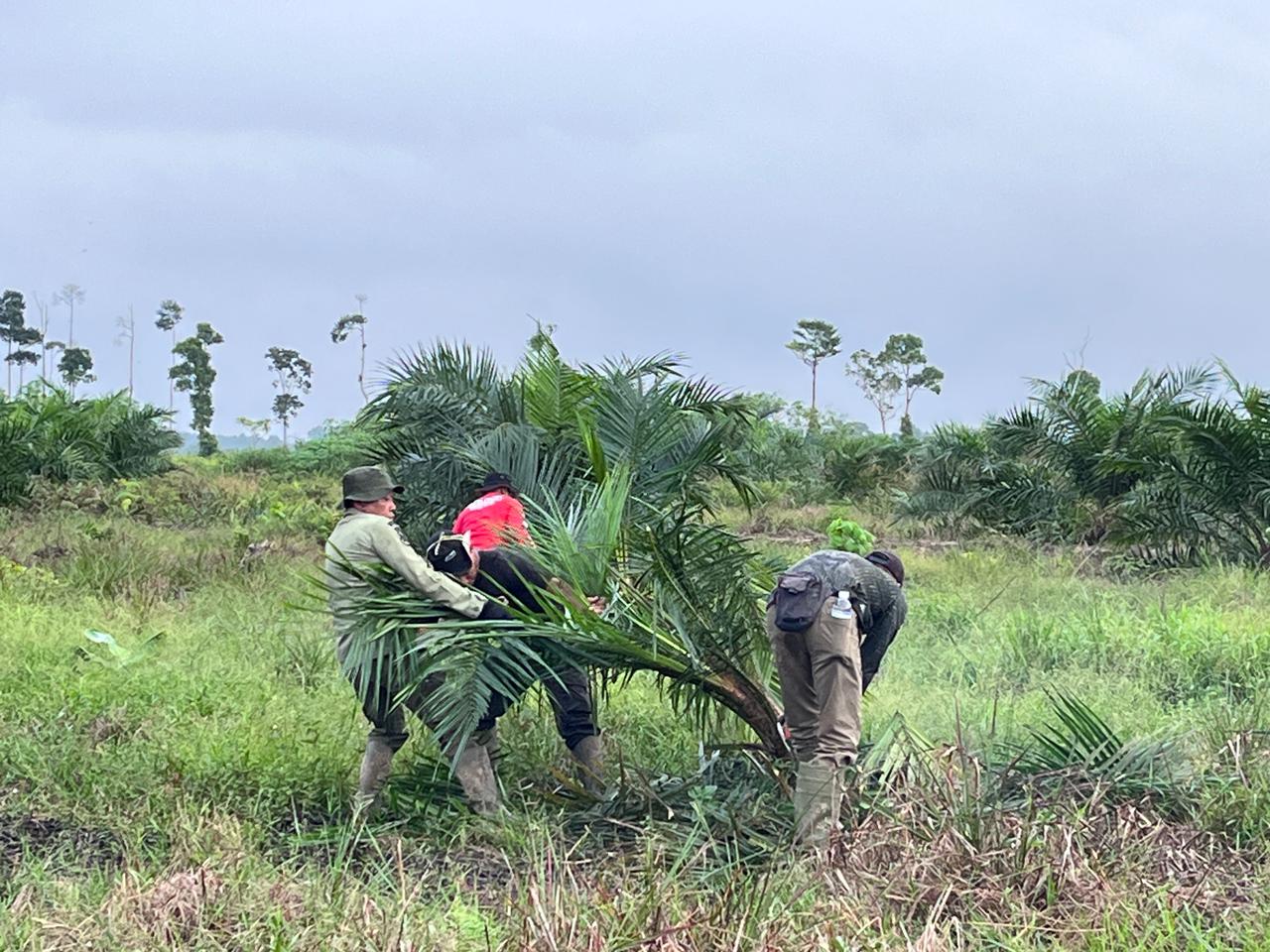 Tim gabungan penegakan hukum (Gakkum) Kehutanan melakukan pemusnahan 98,8 hektar kebun sawit ilegal. (Dok. Kemenhut)
