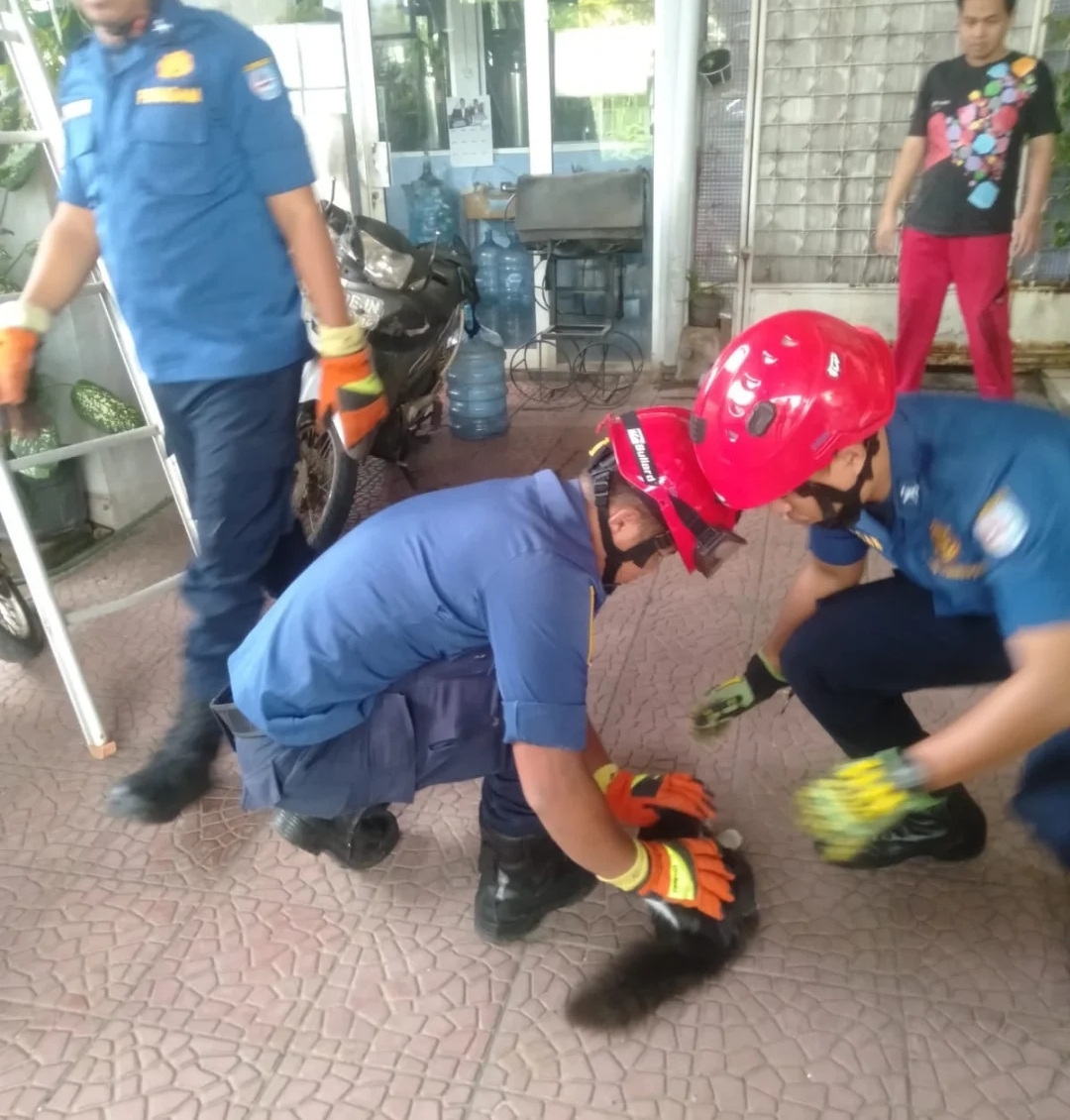 Petugas DPKP Kota Depok datang ke rumah warga di kawasan Sukmajaya untuk mengevakuasi kucing peliharaan yang tidak bisa turun dari plafon.