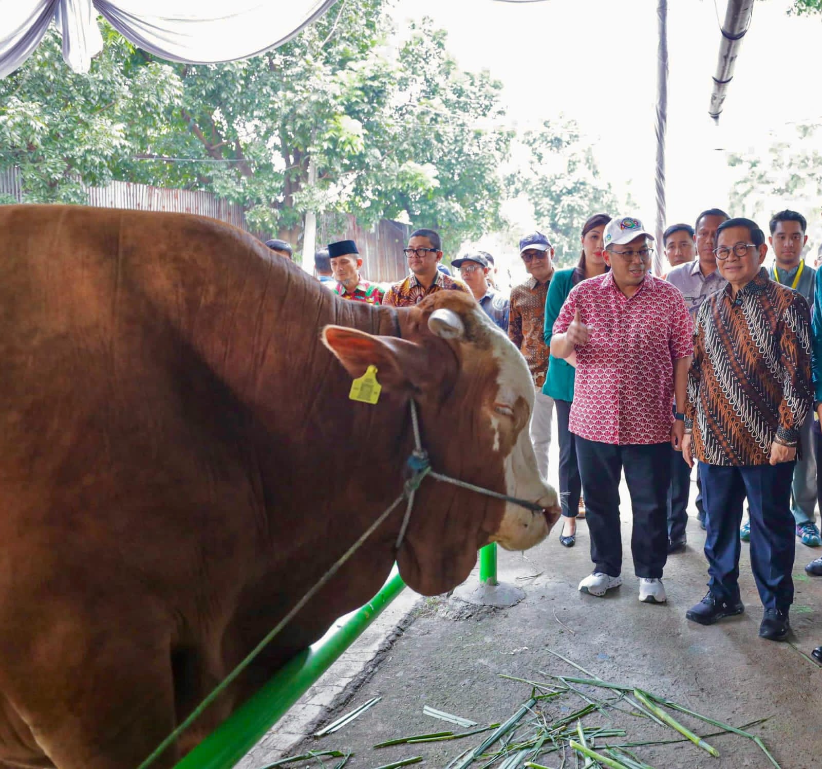 Gubernur DKI Pramono Anung meninjau peternakan sapi yang digarap Dharma Jaya.