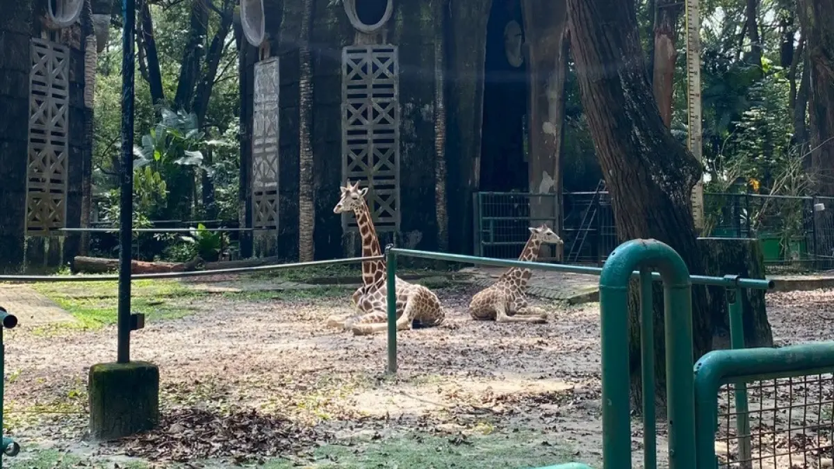 Buat yang ingin menikmati liburan Lebaran sambil mengenal dunia satwa lebih dekat, Taman Margasatwa Ragunan adalah pilihan destinasi seru dan edukatif di Jakarta Selatan. (Halimah Naila Yasmine for JawaPos.com)