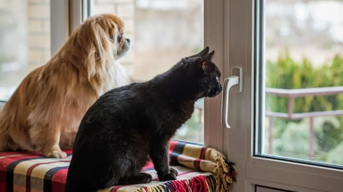 Kini, pet hotel atau hotel khusus hewan menjadi solusi yang semakin populer di kota besar seperti Jakarta. (tricoanimalclinic)