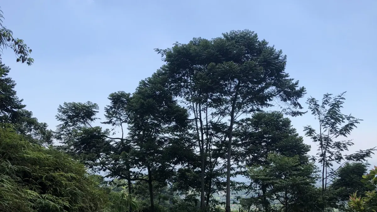 Kawasan Cisadon dikenal sebagai salah satu trek trail run favorit di wilayah Jabodetabek. Lokasinya yang berada di perbukitan membuatnya punya karakter jalur yang unik dan berbeda dari tempat lain. (Istimewa)