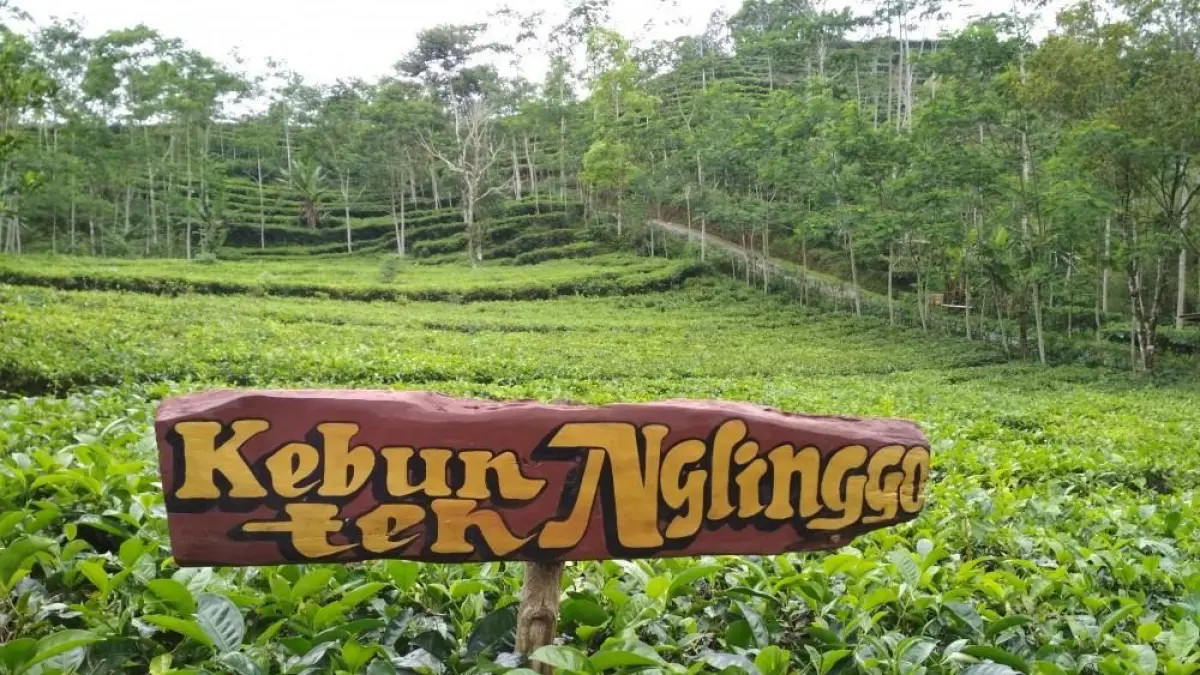 Foto Kebun Teh Nglinggo (Dok. alodiatour)
