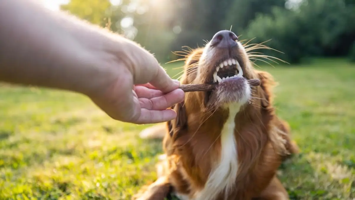 Rabies Bisa Berakibat Fatal, Kenali 4 Cara Mencegah Penularannya